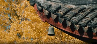 秋日屋檐下的金黄树叶