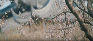 冬日树枝下的模糊景象