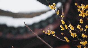 腊梅枝头绽