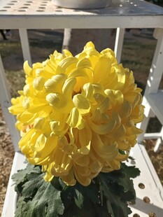 金黄菊花绽放