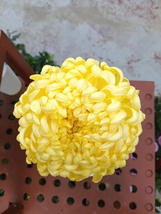 黄色菊花