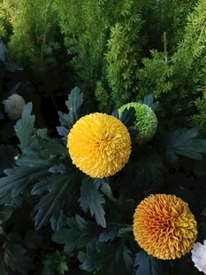 黄菊绽放