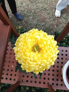 黄色菊花