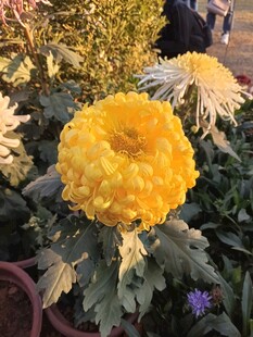 金黄菊花绽放