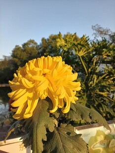 绽放的金黄菊花