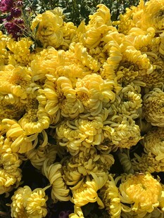 美丽菊花绽放