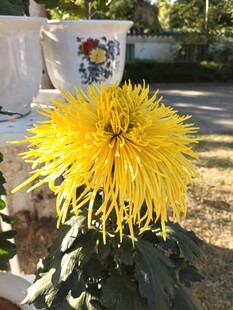 金黄大菊花绽放