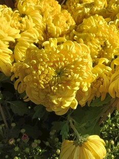 金黄菊花绽放