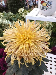 金黄菊花绽放