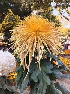 美丽菊花