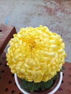 黄色菊花盆栽