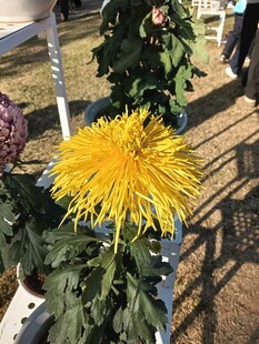 金黄菊花绽放