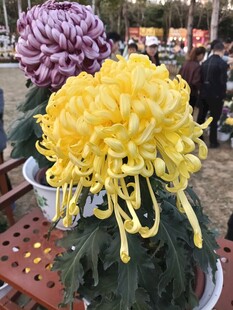 艳丽菊花绽放