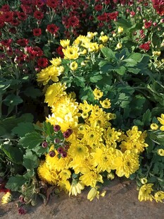 艳丽多彩菊花绽放