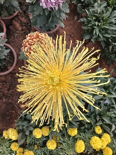 金黄菊花
