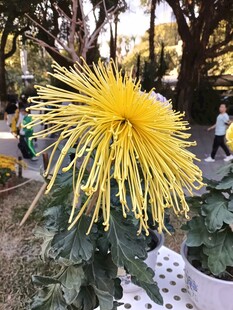金黄绽放的美丽菊花