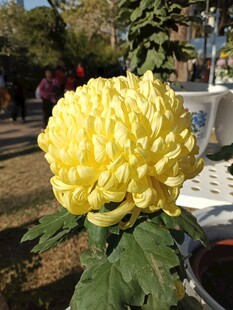 金黄菊花娇艳绽放