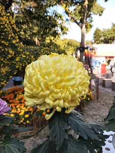 金黄菊花