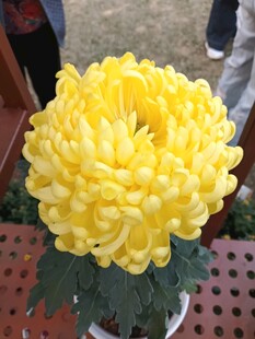金黄菊花绽放