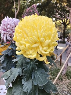 金黄大朵菊花绽放