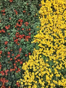 多彩花卉景观
