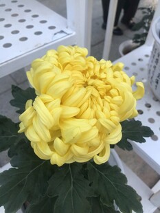 黄色菊花