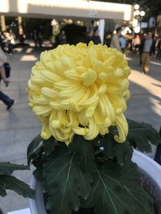 绽放的黄色菊花