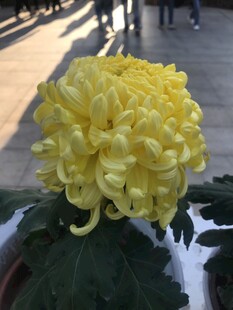 绽放的金黄菊花