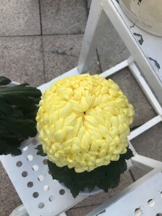 黄色菊花绽