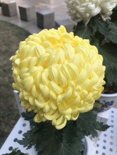 黄色球状菊花