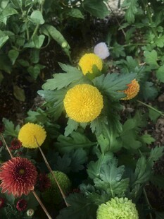 多彩菊花绽放于绿叶间