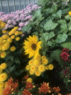多彩花卉绽放生机