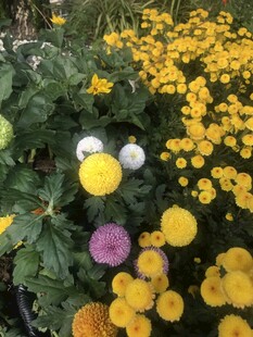 菊花