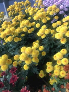 黄色小花簇