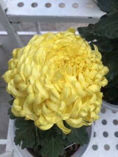 黄色菊花盆栽