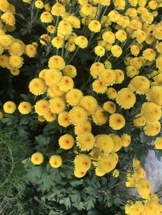 金黄灿烂的菊花绽放