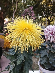 绽放的金黄菊花