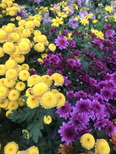 多彩菊花绽放