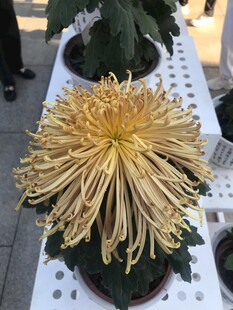 金黄菊花绽放