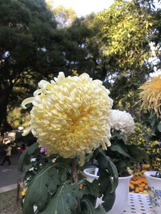 黄色大朵菊花