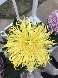 黄色绽放菊花