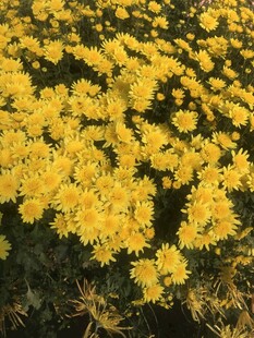 金黄菊花绽放