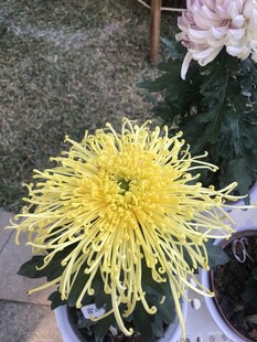 黄色菊花