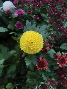 多彩花丛中的黄色菊花