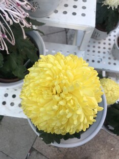 黄色菊花盆栽
