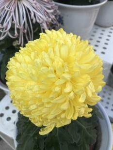 黄色菊花盆栽