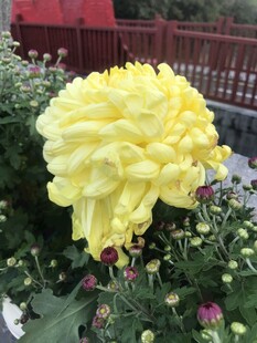 金黄菊花绽放