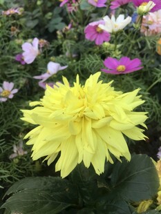 黄色大丽花