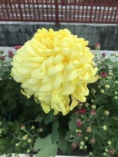 金黄菊花绽放