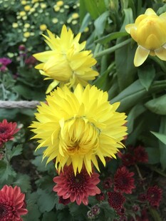娇艳黄色菊花